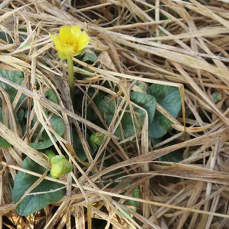 - Sildaloftet * Utsira