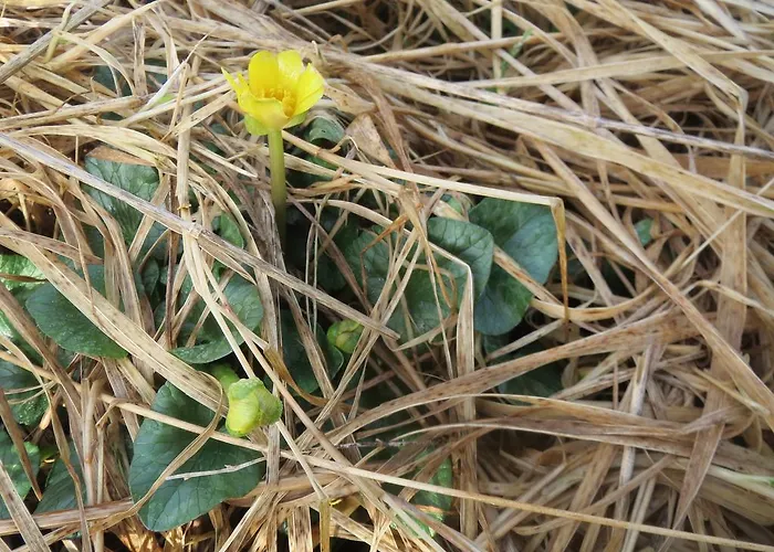 - Sildaloftet * Utsira